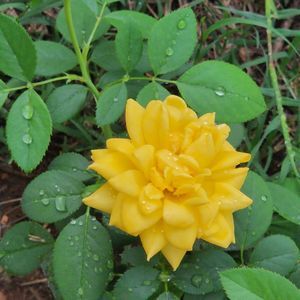 Meet your Posher, Barbara